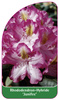 Rhododendron-Hybride 'Junifee'