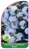 Vaccinium corymbosum 'Biloxi'