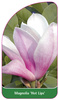 Magnolia 'Hot Lips'