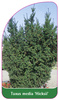 Taxus media 'Hicksii'