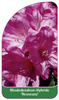 Rhododendron-Hybride 'Resonanz'