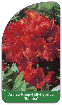Azalea Knap-Hill-Hybride 'Rumba'