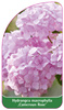 Hydrangea macrophylla 'Cameroun Rose'