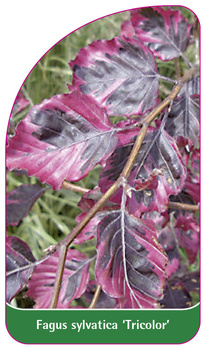 Fagus sylvatica 'Tricolor'
