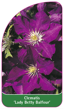 Clematis 'Lady Betty Balfour'