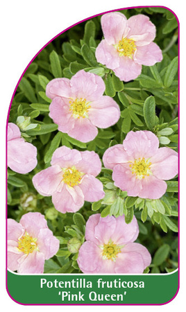 Potentilla fruticosa 'Pink Queen'