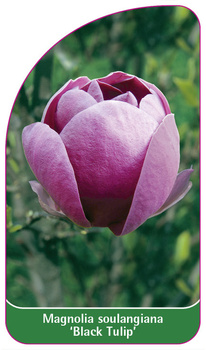 Magnolia soulangiana 'Black Tulip'