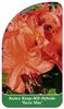 Azalea Knap-Hill-Hybride 'Gena Mae'