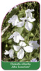 Clematis viticella 'Alba Luxurians'