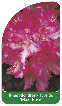 Rhododendron-Hybride 'Maxi Rose'