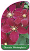 Clematis 'Westerplatte'