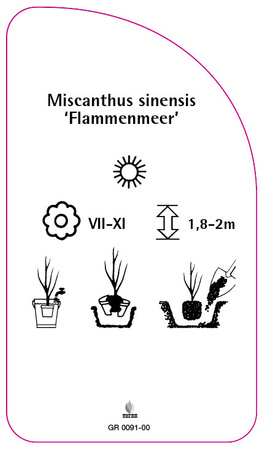 Miscanthus sinensis 'Flammenmeer'