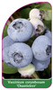 Vaccinium corymbosum 'Chanticleer'