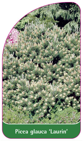 Picea glauca 'Laurin'