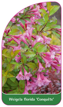 Weigela florida 'Conquête'