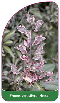 Prunus cerasifera 'Hessei'