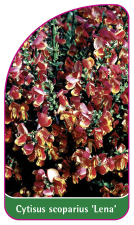 Cytisus scoparius 'Lena'