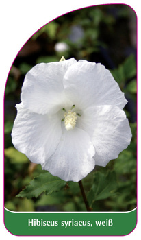 Hibiscus syriacus, weiß