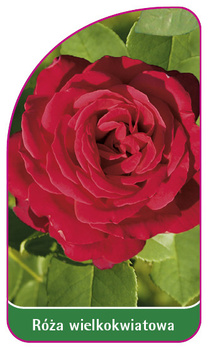 Róza wielkokwiatowa Nr. 245