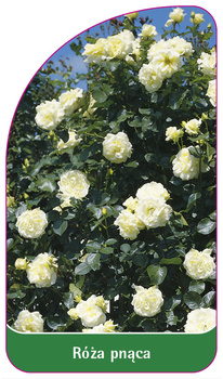 Róza pnąca Nr. 327