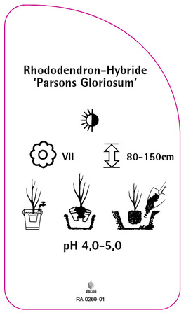 Rhododendron-Hybride 'Parsons Gloriosum'