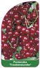 Porzeczka 'Traubenwunder'