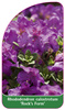 Rhododendron calostrotum ,Rock's Form'