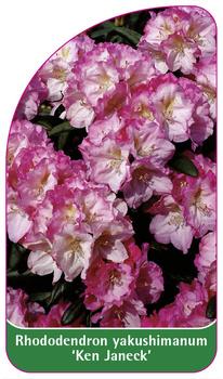 Rhododendron yakushimanum 'Ken Janeck'