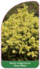 Buxus sempervirens 'King Midas'