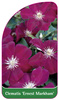 Clematis 'Ernest Markham'