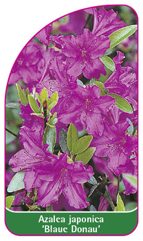Azalea japonica 'Blaue Donau'
