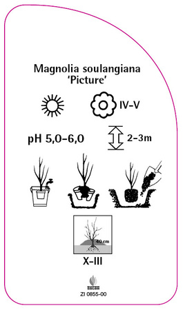 Magnolia soulangeana 'Picture'