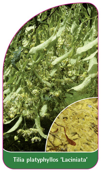 Tilia platyphyllos 'Laciniata'