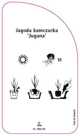 Kamchatka berry "Jugana