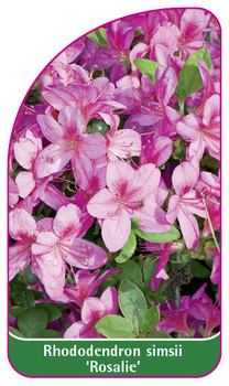 Rhododendron simsii 'Rosalie'