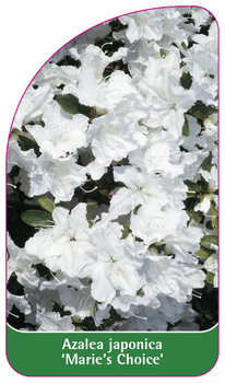 Azalea japonica 'Marie's Choice'