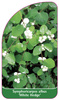 Symphoricarpos albus 'White Hedge'