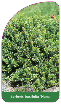 Berberis buxifolia 'Nana'