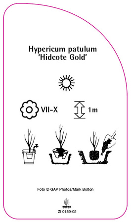 Hypericum patulum 'Hidcote Gold'