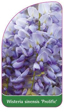 Wisteria sinensis 'Prolific'