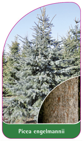 Picea engelmannii