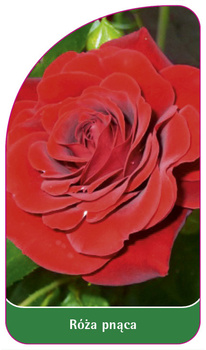 Urcarea trandafirului Nr. 328