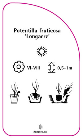 Potentilla fruticosa 'Longacre'