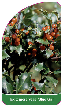 Ilex x meserveae 'Blue Girl'