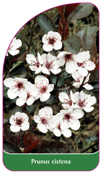 Prunus cistena