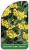 Pyracantha 'Golden Charmer'