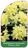 Rhododendron hanceanum 'Princess Anne'