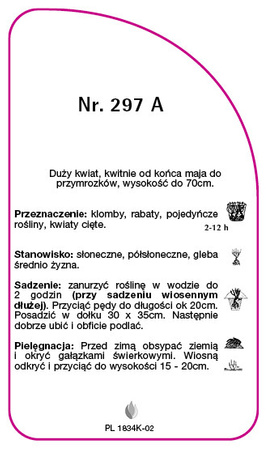 Róza okrywowa Nr. 297 A
