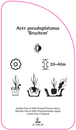 Acer pseudoplatanus 'Bruchem'