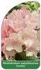 Rhododendron yakushimanum 'Loreley'